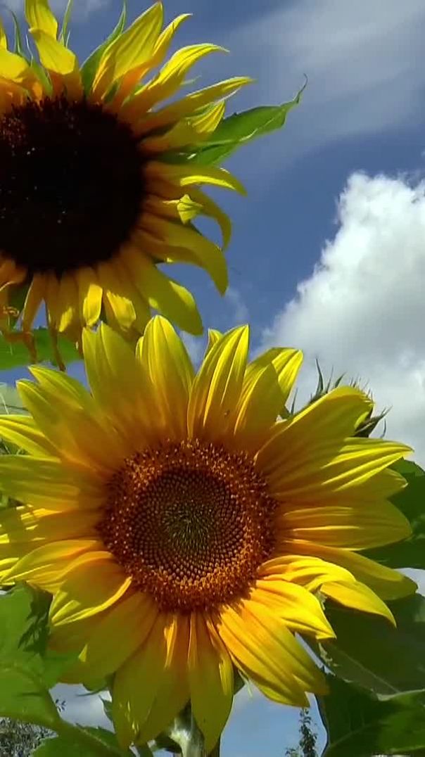 close_up_view_of_sunflowers (1080p)