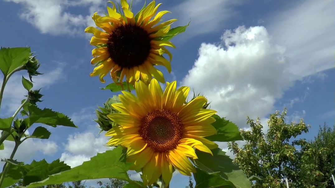 close_up_view_of_sunflowers (1080p)