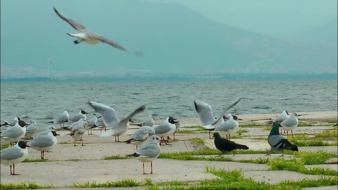 ⁣mixkit-seagulls-on-the-boardwalk-with-the-sea-in-the-background-19179-medium