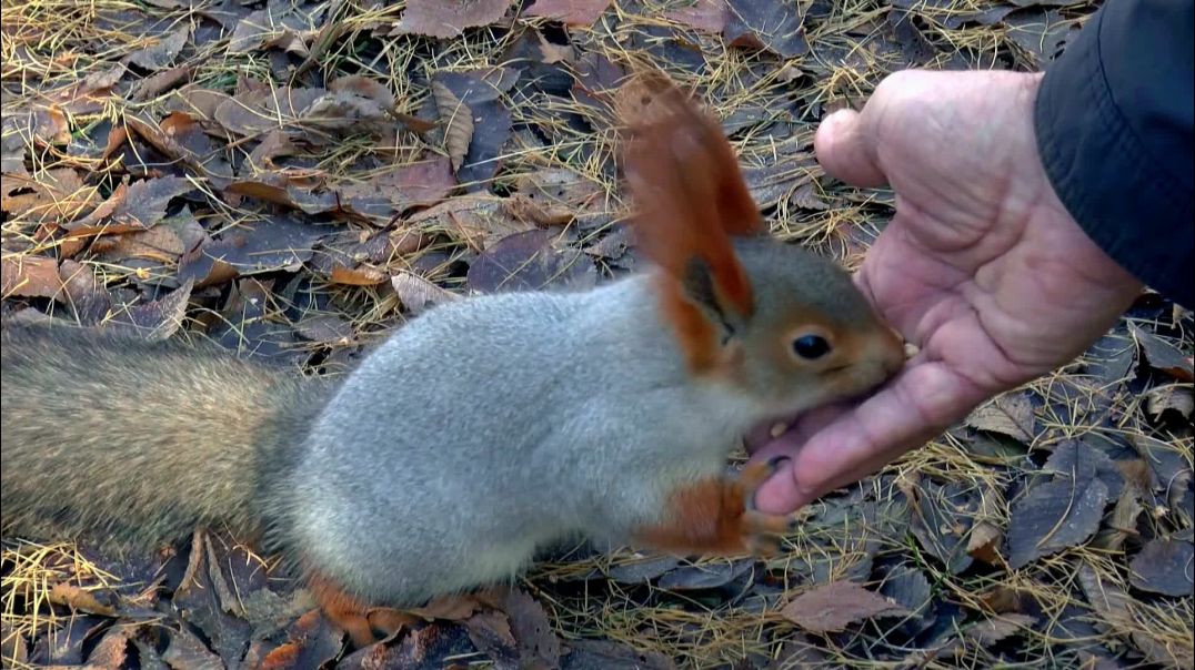 ⁣human_feeding_the_little_squirrel (1080p)